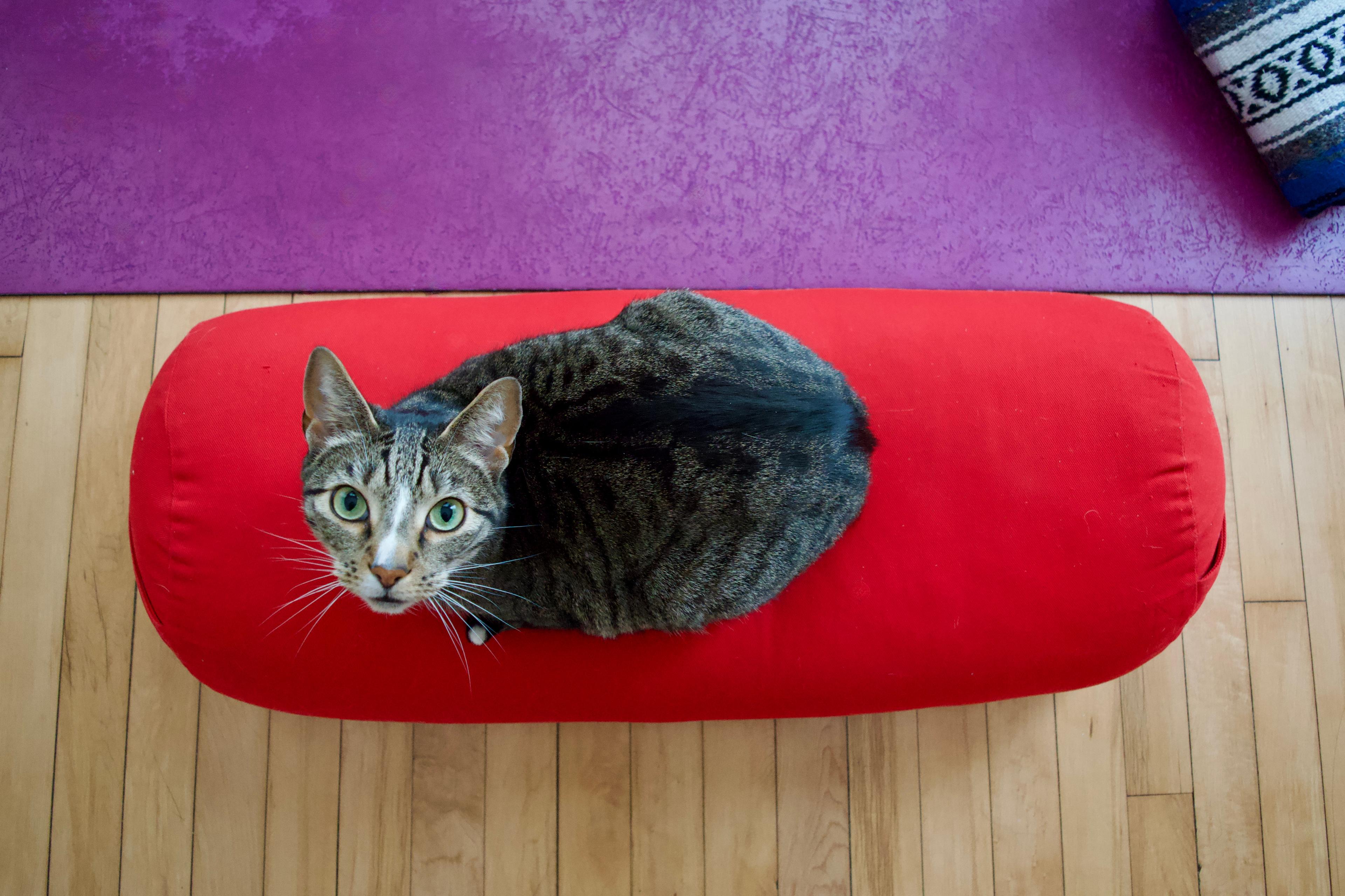 Tabby cat sitting on a red yoga bolster